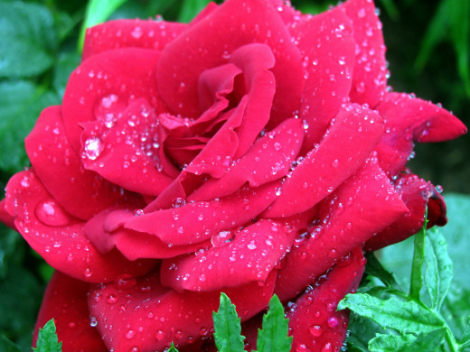 1566598 (a): :2560x1920